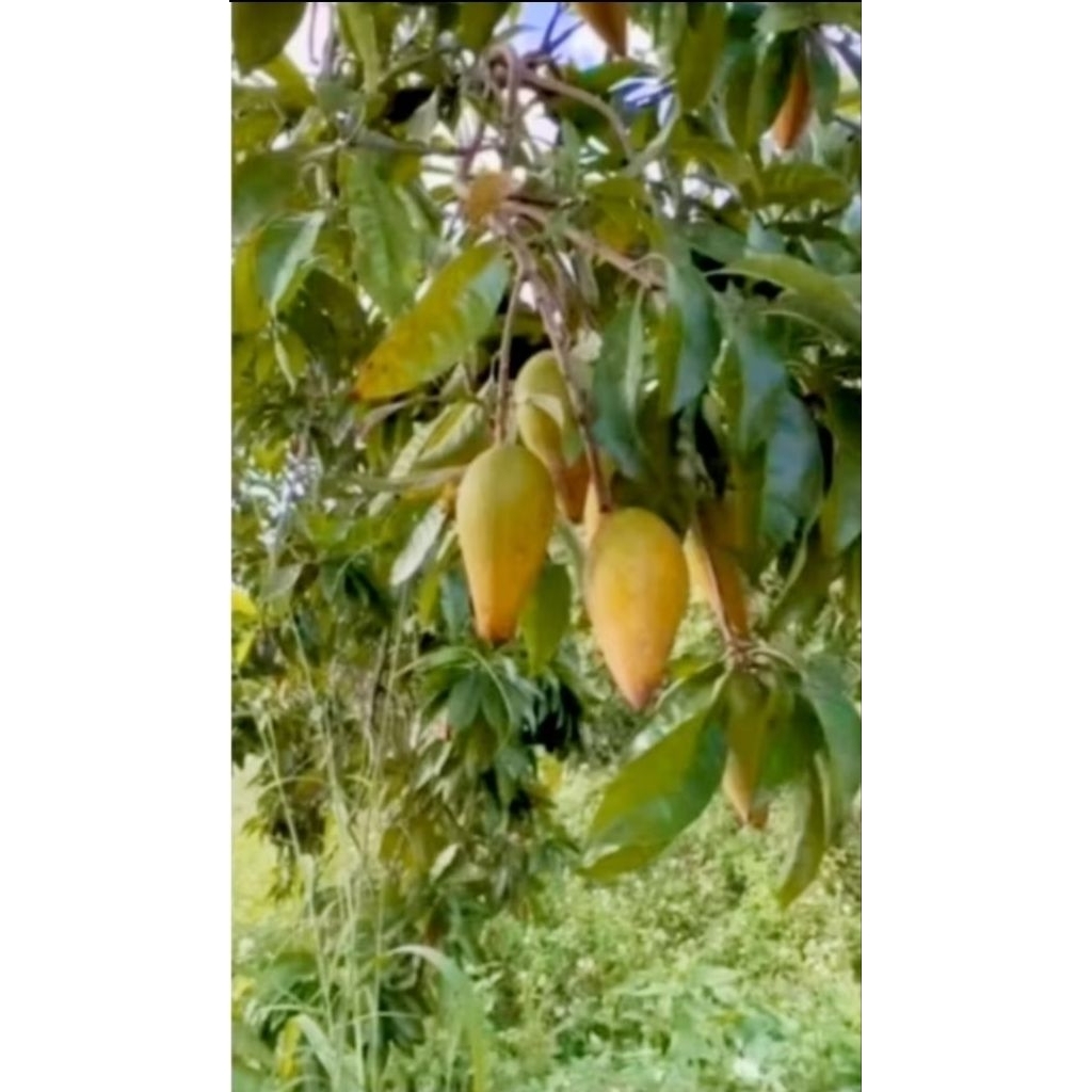 bibit tanaman buah alkesa