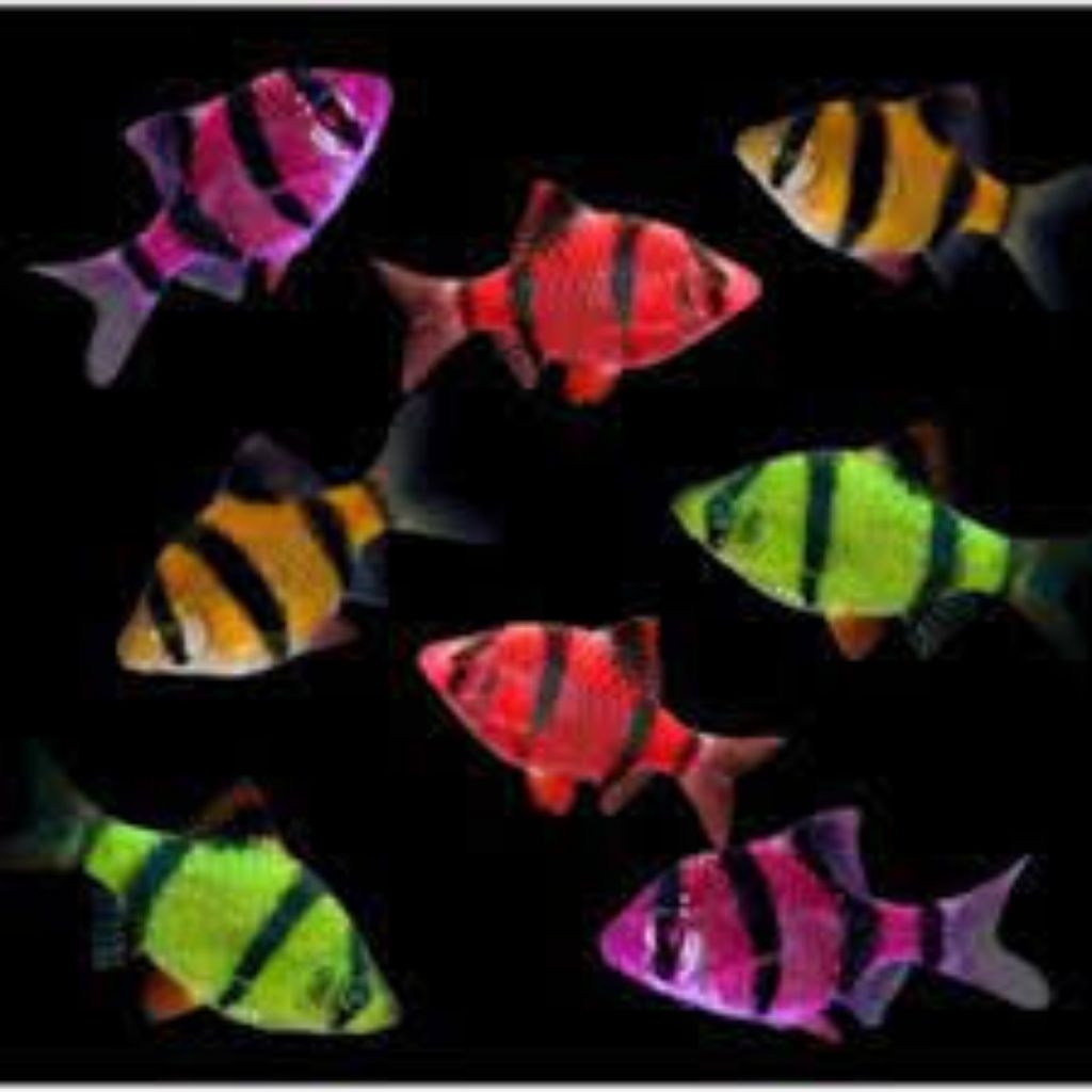 Hiasan Aquarium Sumatera Glowfish... Tiger sumatera Glowfish