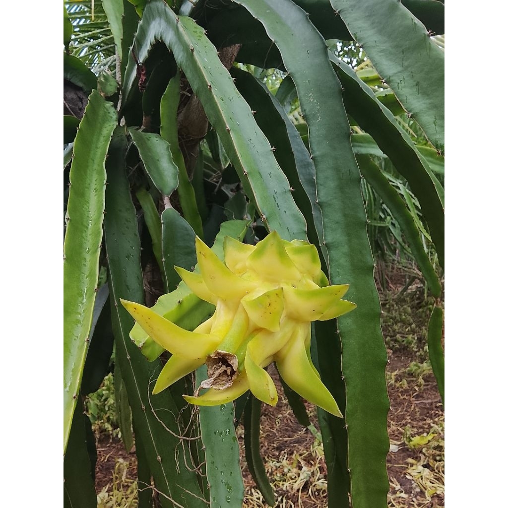 Bibit Buah Naga Golden Isis