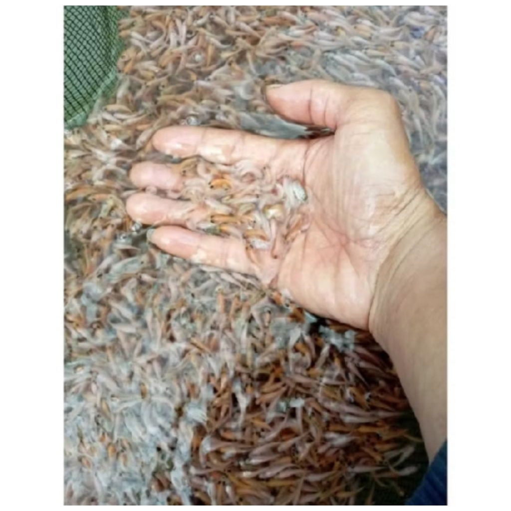 bibit larva nila merah bangkok isi+- 400 ekor terbaik bangkok super..