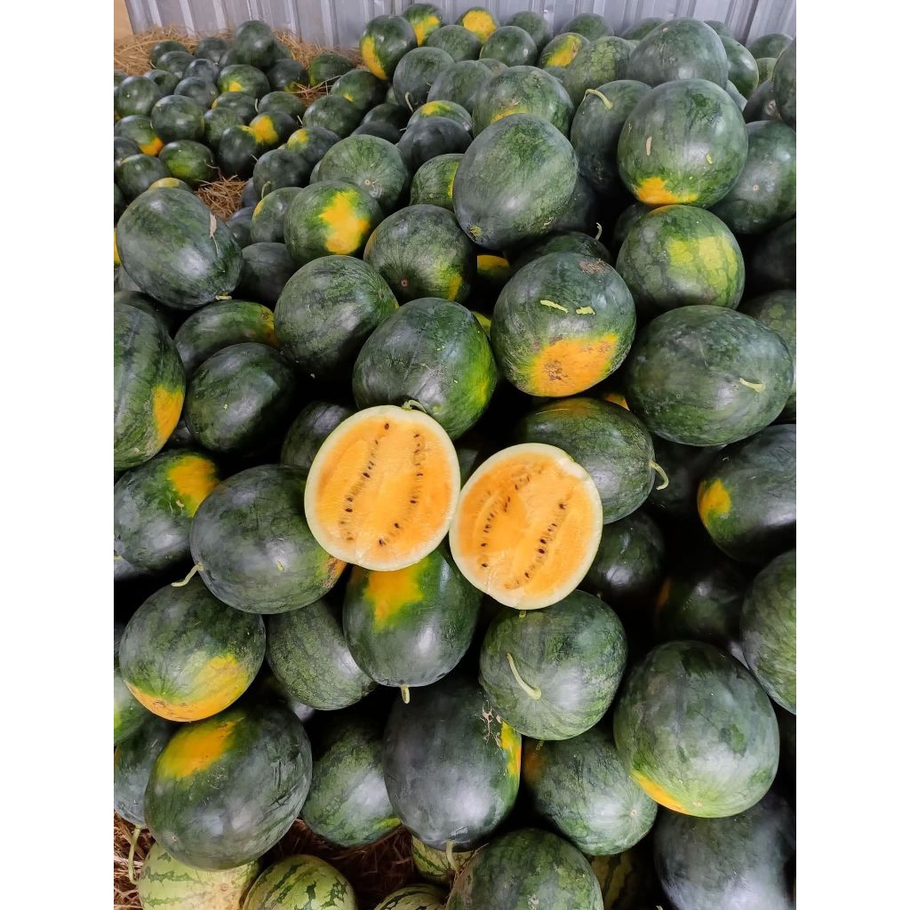 ANEKA BENIH SEMANGKA SUPER 50BIJI