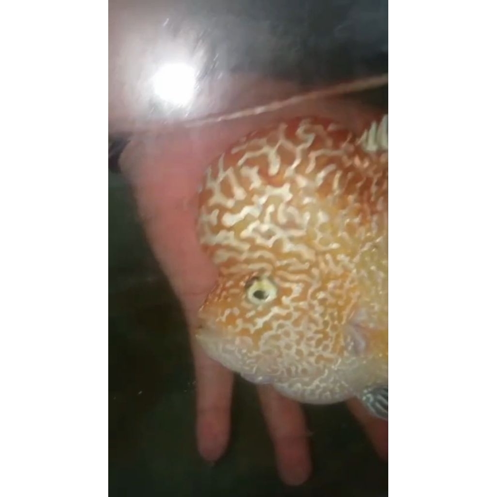 paket burayak GB kamfa mata putih
