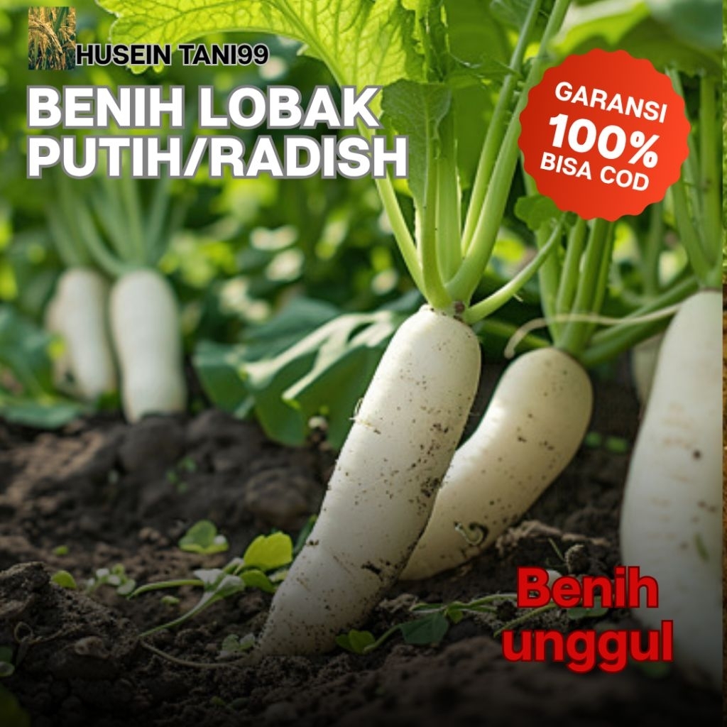 100 gram biji benih Lobak Putih/Radish unggul