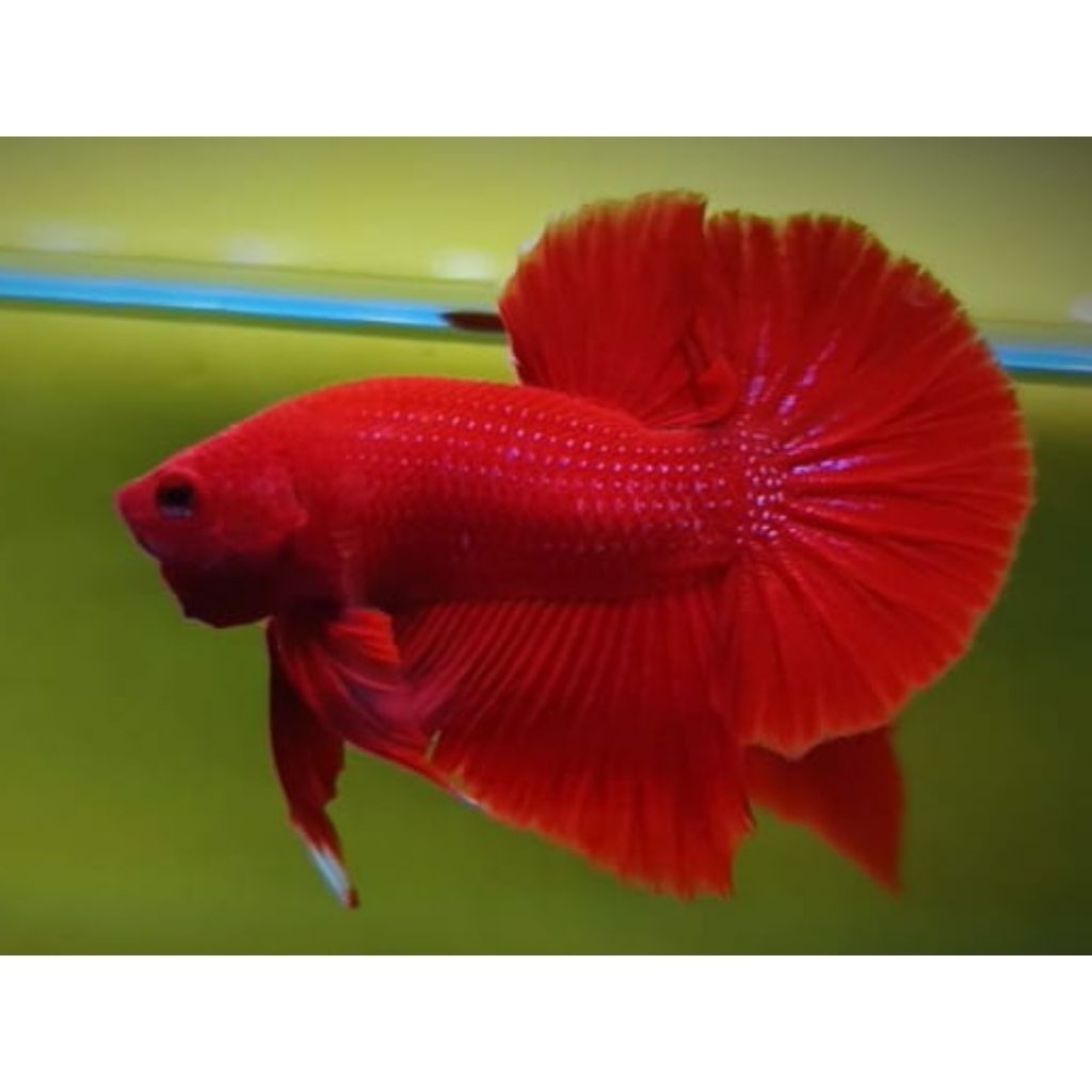 Ikan Cupang HMPK Super Red Jantan - Warna Merah Solid, Bentuk Ekor Indah, Ukuran Medium