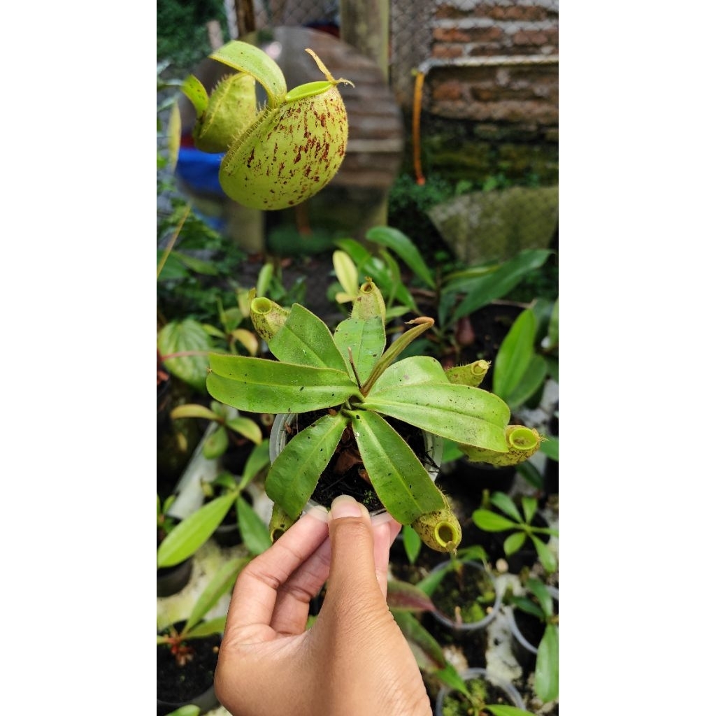 tanaman hias Nepenthes ampullaria