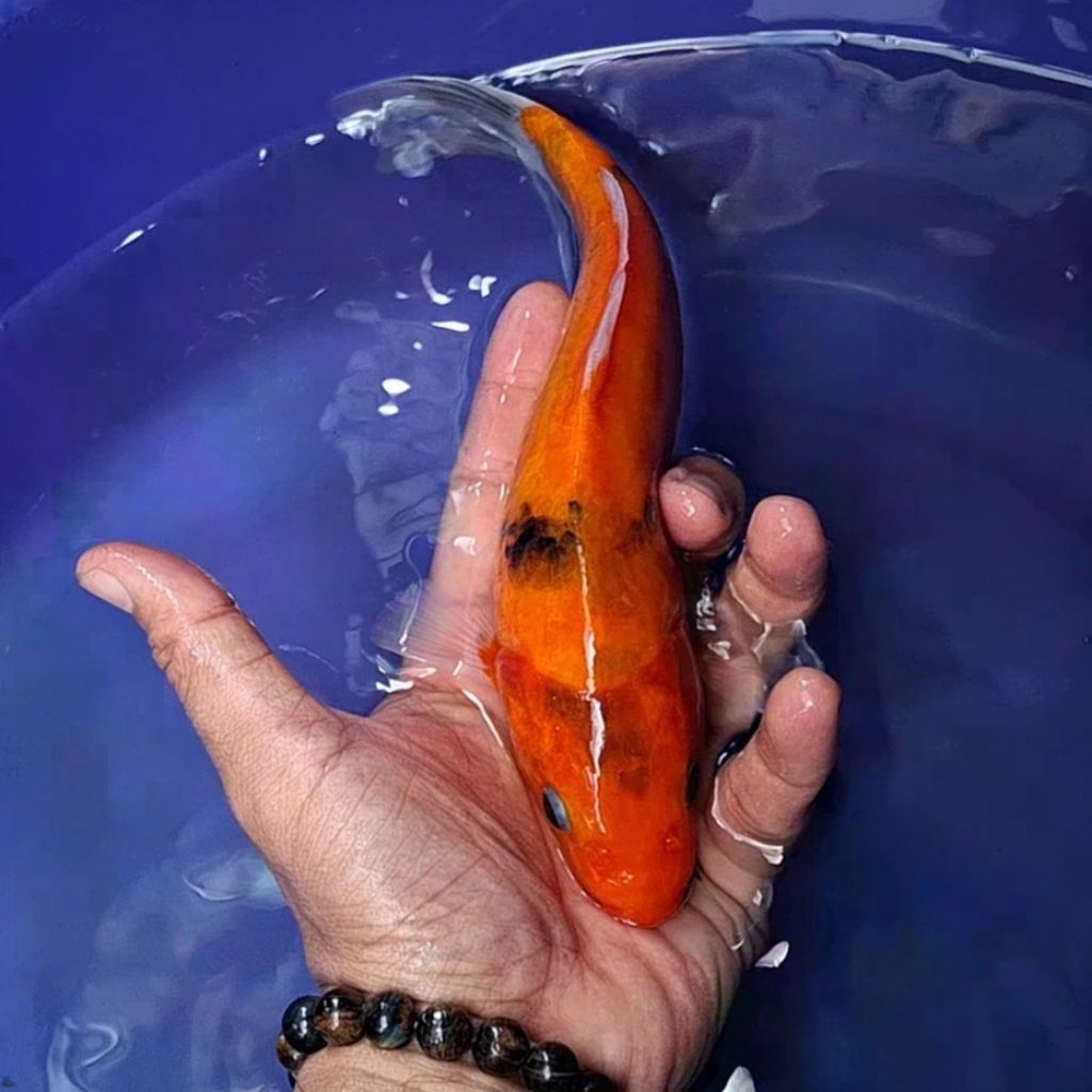 Ikan Koi Blitar Jenis Showa / Rumah Koi Jakarta / kode 007