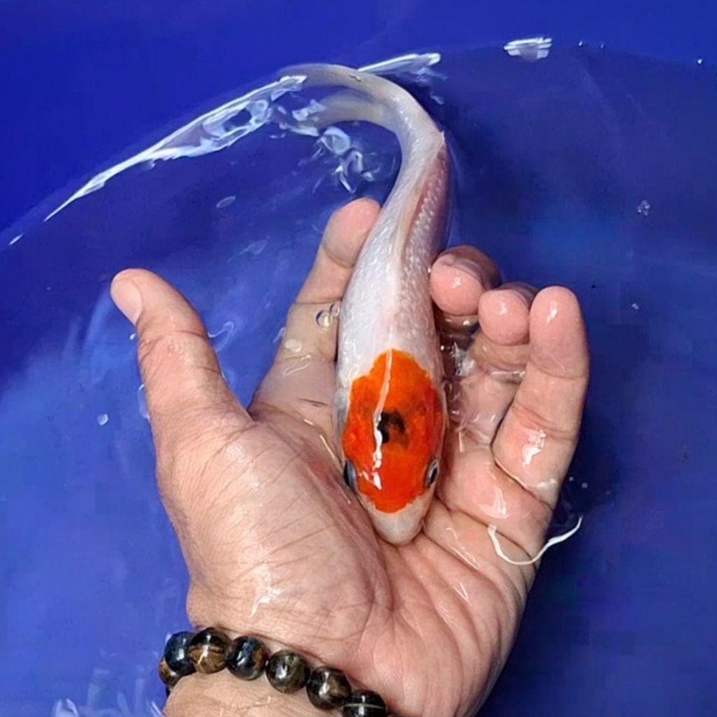 Ikan Koi Blitar Jenis Tancho / Rumah Koi Jakarta / kode 007