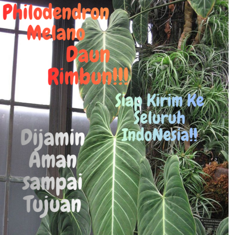 BATANG BESAR DAUN RIMBUN TERMURAH!!!Tanaman hias Philodendron Melanochrysum - Philodendron Melano