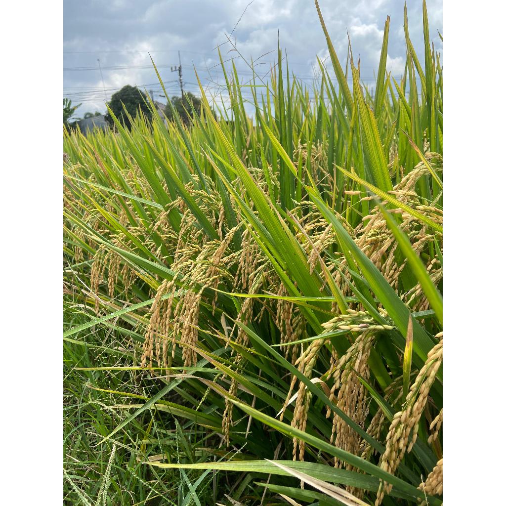 Benih Padi CIHERANG (AGRO SENTOSA)