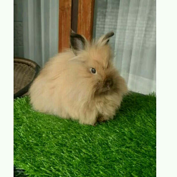 KELINCI HIDUP IMPORT MINI LION HEAD - BETINA 6 BULAN
