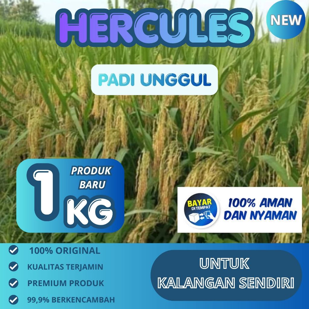 Benih padi herkules ( GHG ) kemasan 1kg padi genjah bobot mantap