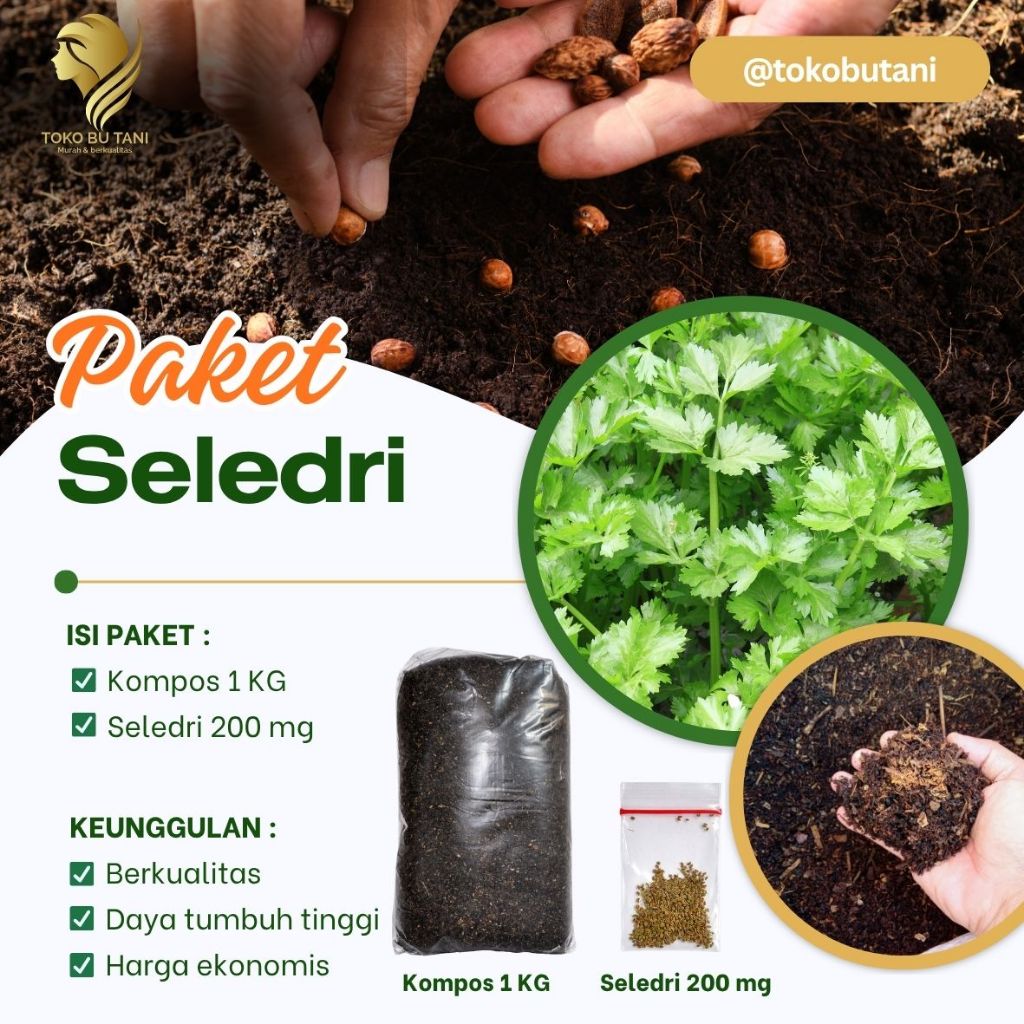 Benih Seledri Siap Tanam Benih Sayur Seledri Siap tanam