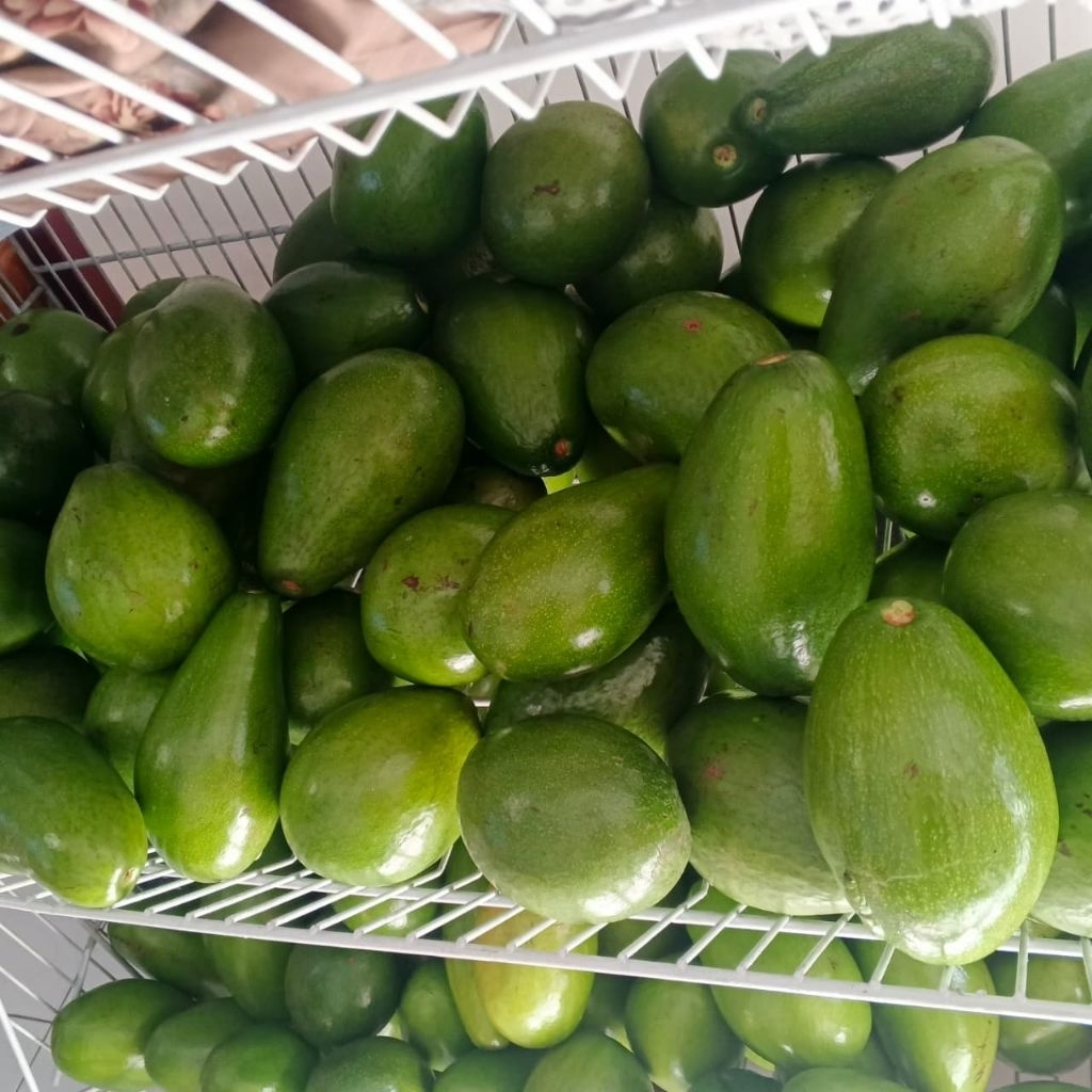 Alpukat Siger 1kg promo murah
