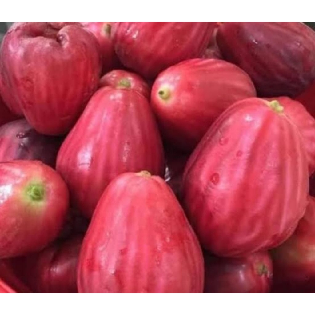JAMBU BOL JAMAIKA FRESH MANIS ( 1 KG ) HARAP DI CHAT DAHULU, pengiriman cepat dan aman