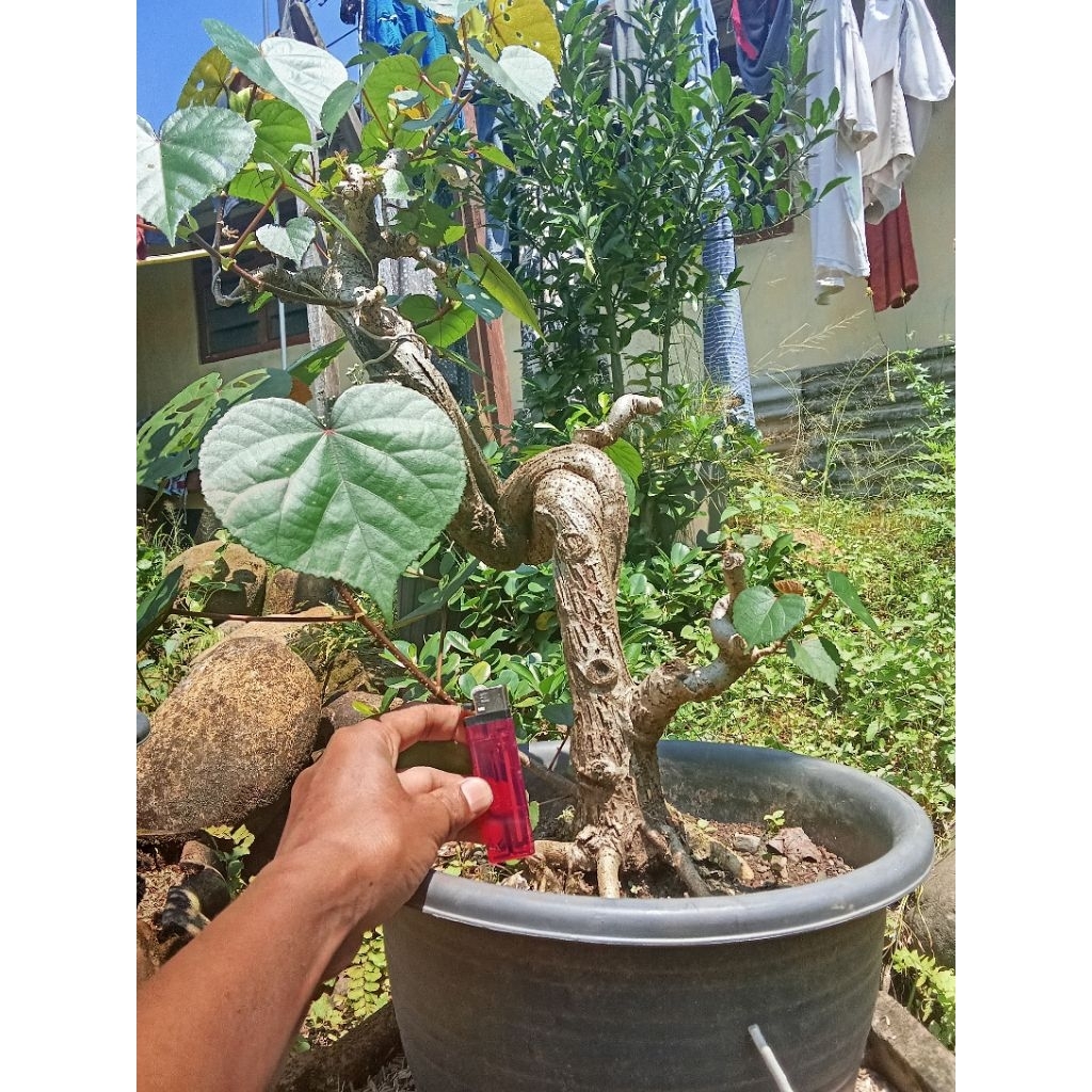 bonsai waru
