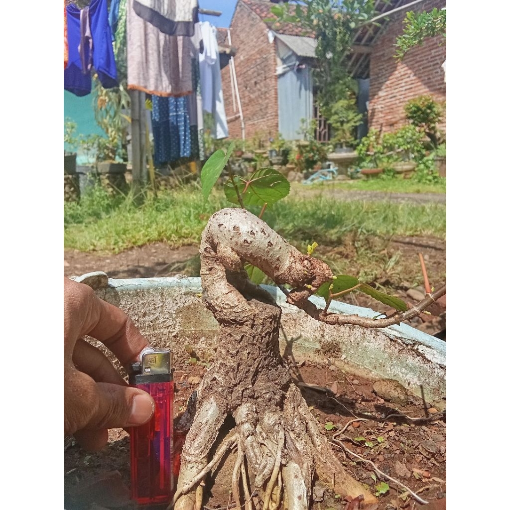 bonsai waru india