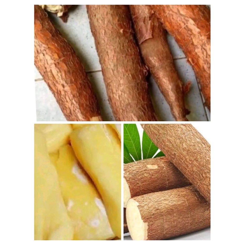 ubi singkong kuning singkong mentega 1 kg