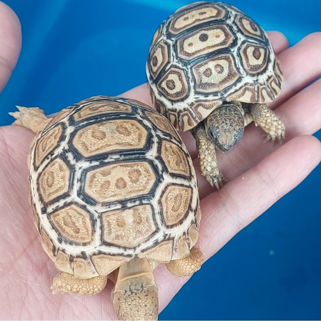 Pelet Baby Tortoise/Pardalis leopard
