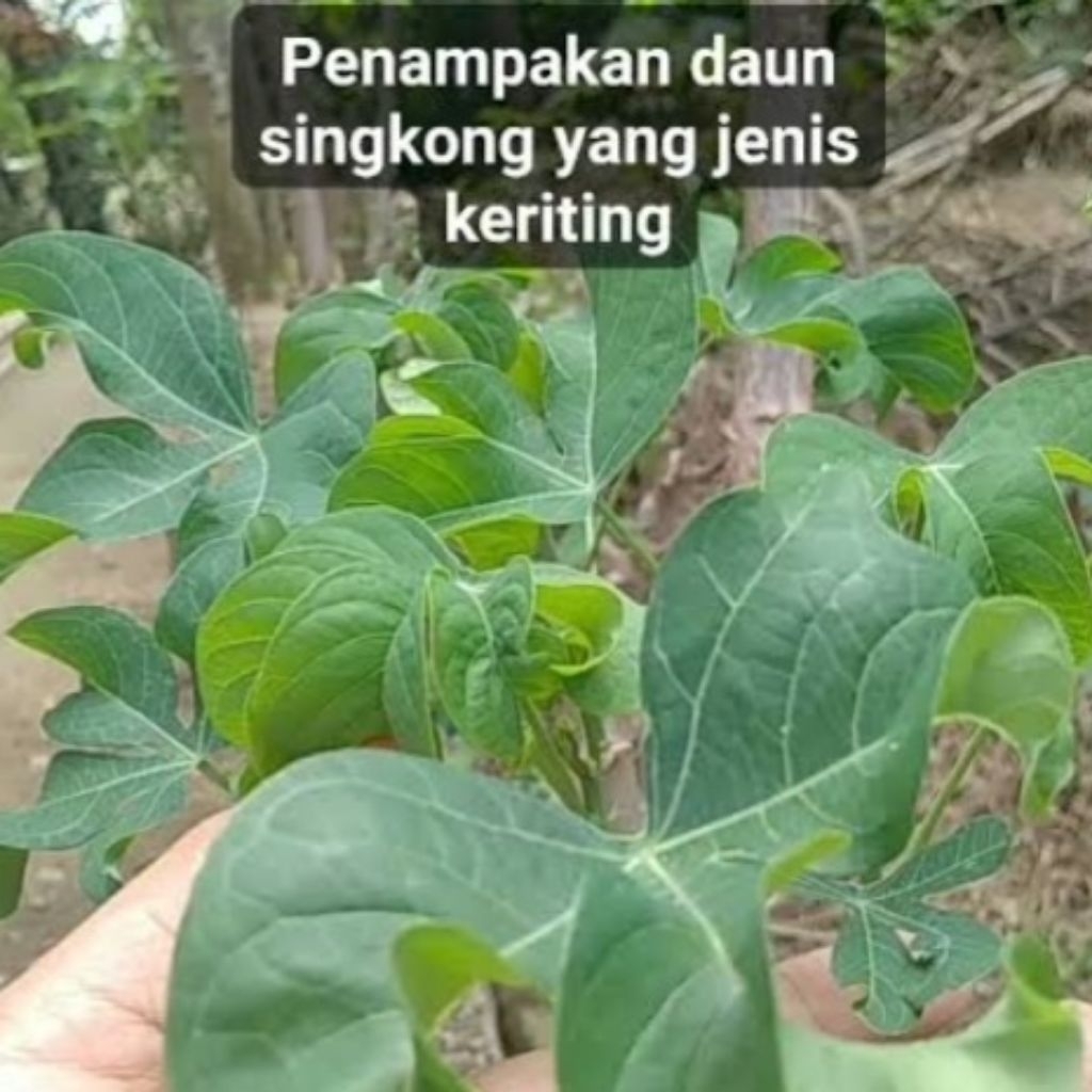 tanaman daun singkong keriting