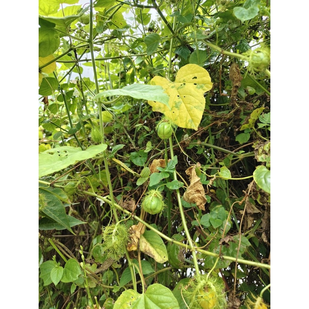 rambusa / markisa hutan mini isi 20biji
