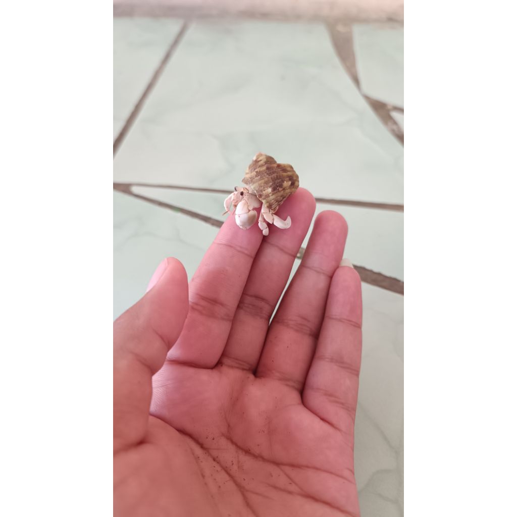 Rugosus Putih size M