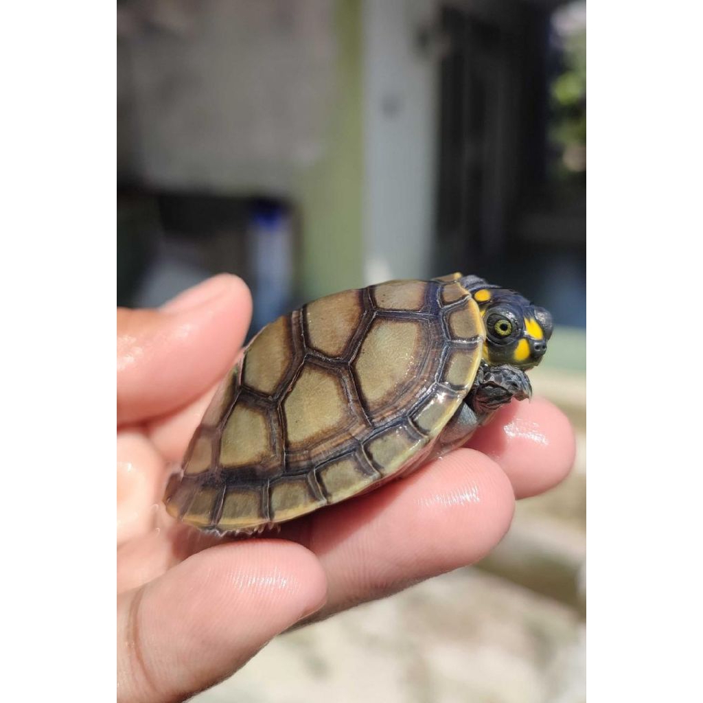 kura lucu kura imut kura badut unifilis