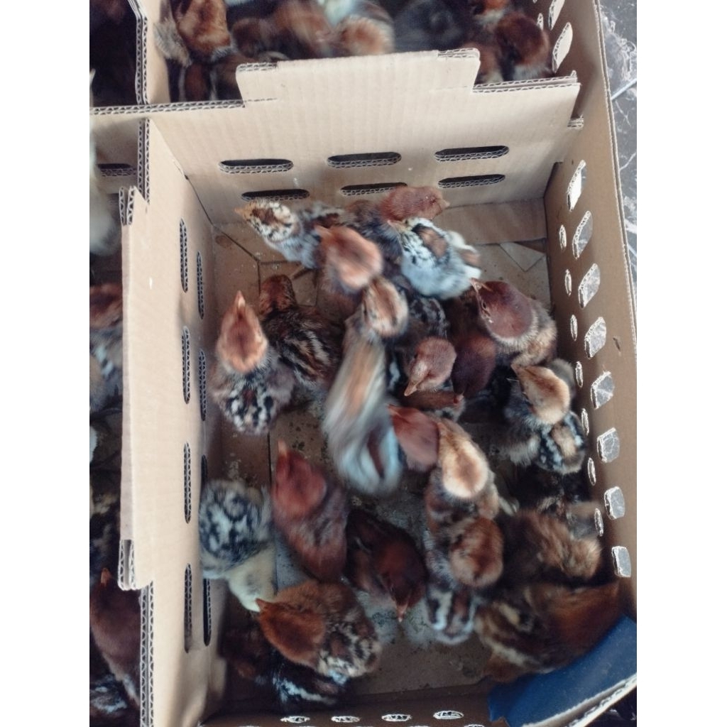 Doc Ayam Arab Jantan