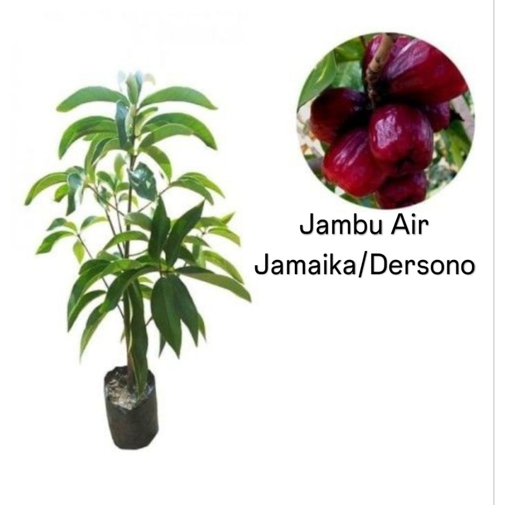 Jambu Air Jamaika/Dersono (Asli)