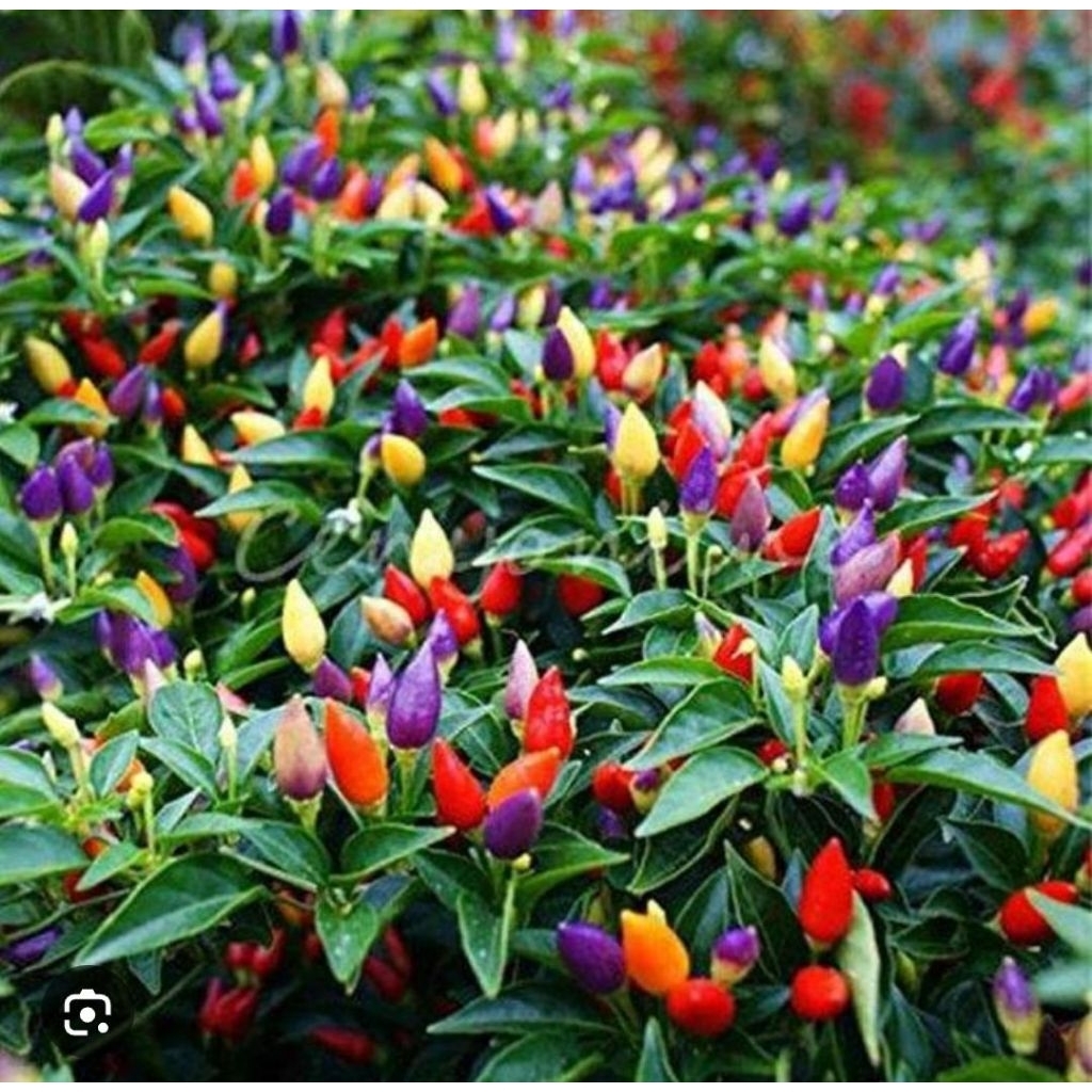 bibit tanaman hias cabei pelangi pohon cabe pelangi bibit