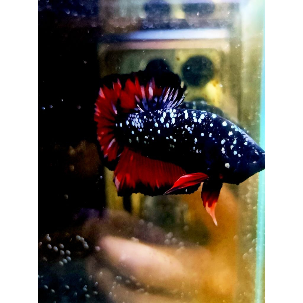 Ikan Cupang Avatar Cooper gold nemo