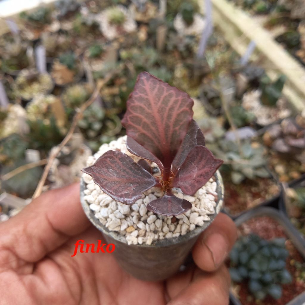 euphorbia francoisii crassicauli hybrid maple (a9). seedling