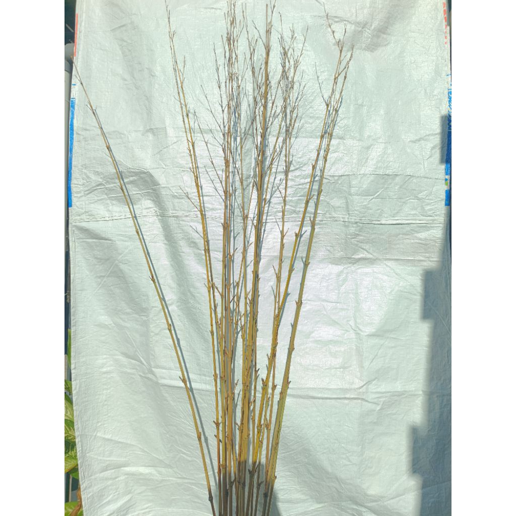 BAMBU CENDANI LURUS 3M BERSIH OPEN