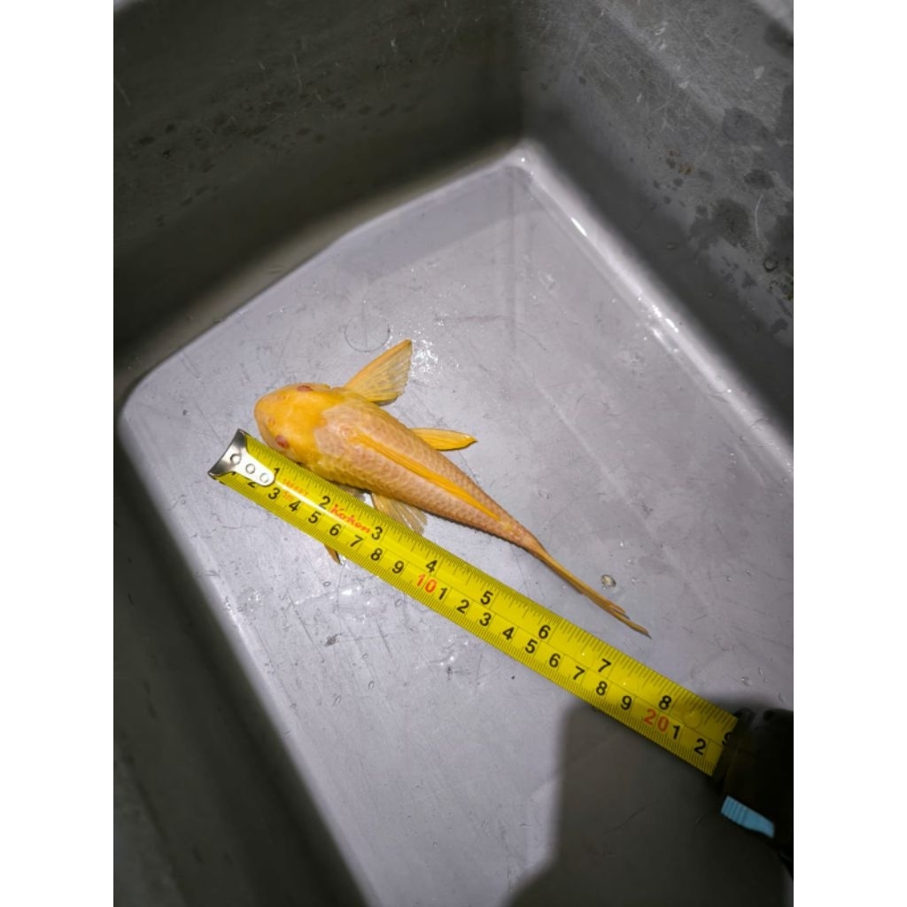 Ikan Sapu Kaca Gibbicep / sapu kaca mentega 16-17 cm