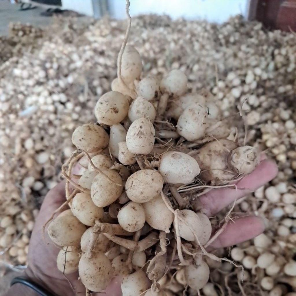 Kunyit Putih gombyok Segar 1kg fres dan bersih