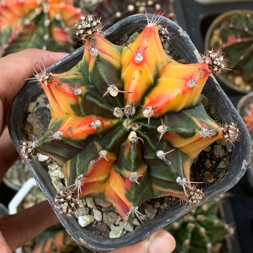 Gymnocalycium mihanovichii lost id hybrid pink yellow pink gymno id var hybrid varigata kaktus gymno