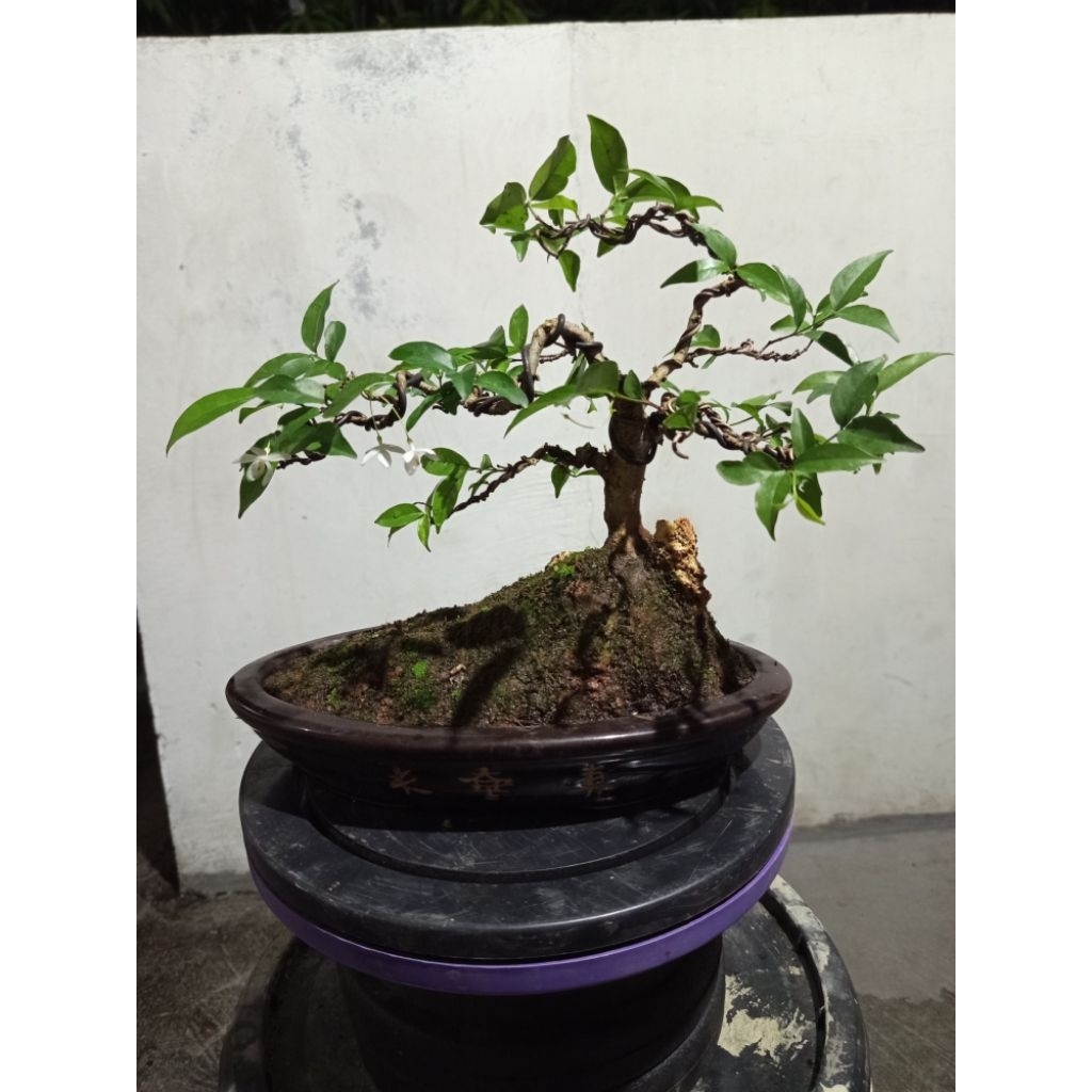 Bahan Bonsai Anting Putri - Anting Putri, Bonsai Anting Putri, Anput Bonsai