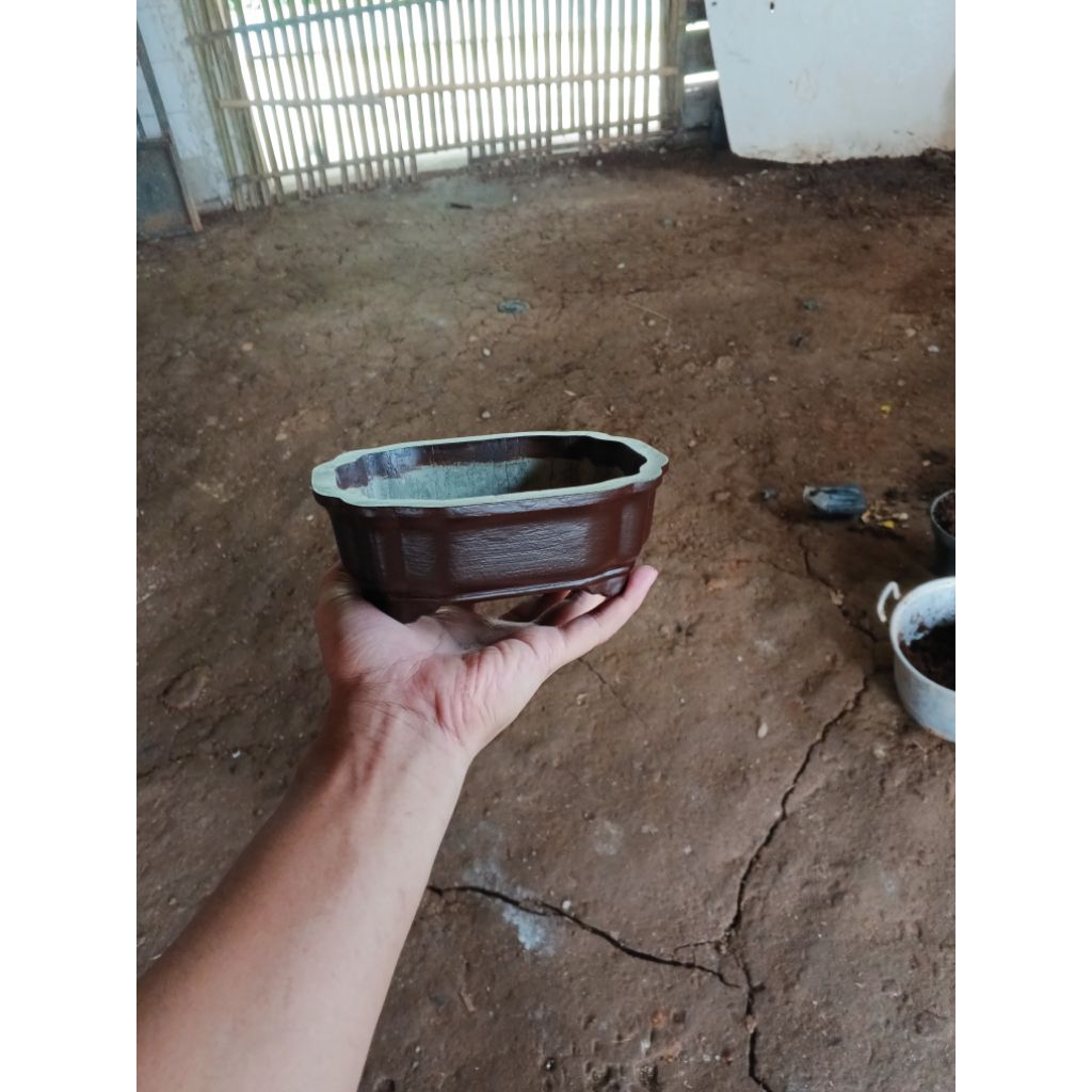 Pot Bonsai Mame