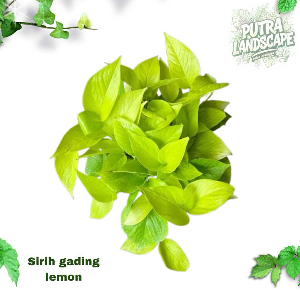PROMO Tanaman hias rambat sirih gading lemon love (rimbun) / sirih gading lemon love / tanaman ramba