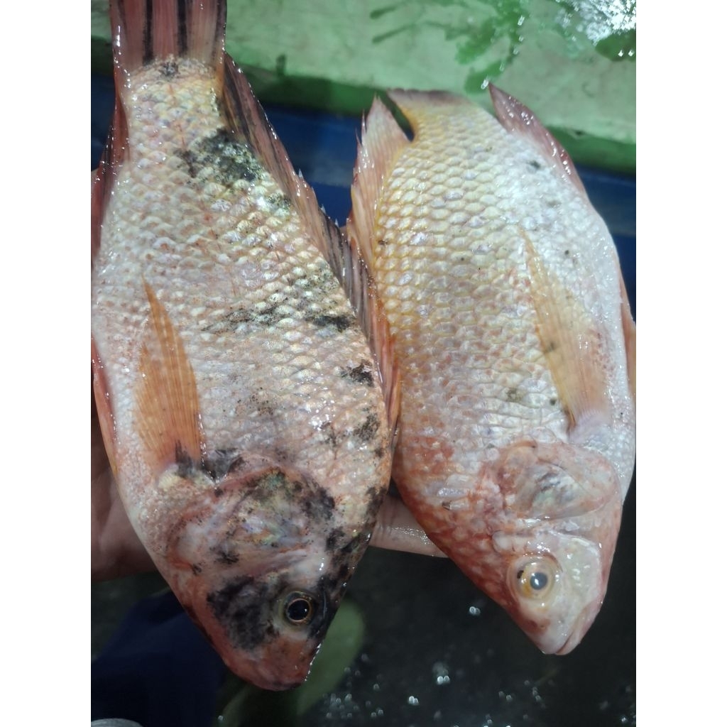 ikan nila segar 1kg isi 3/4/5 sudah bersih tanpa jeroan dan sisik