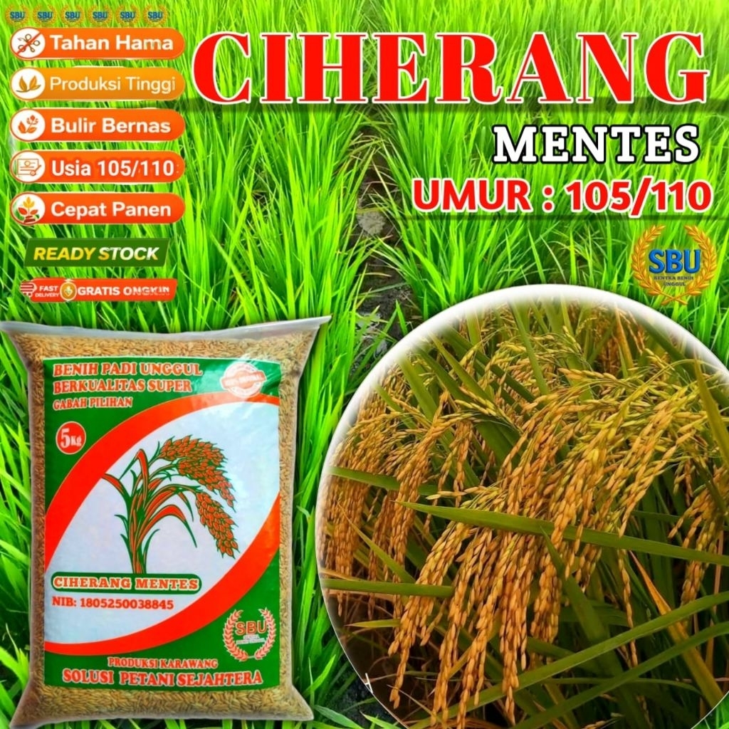 Benih Padi Ciherang Mentes Berpotensi tinggi Kemasan 5kg