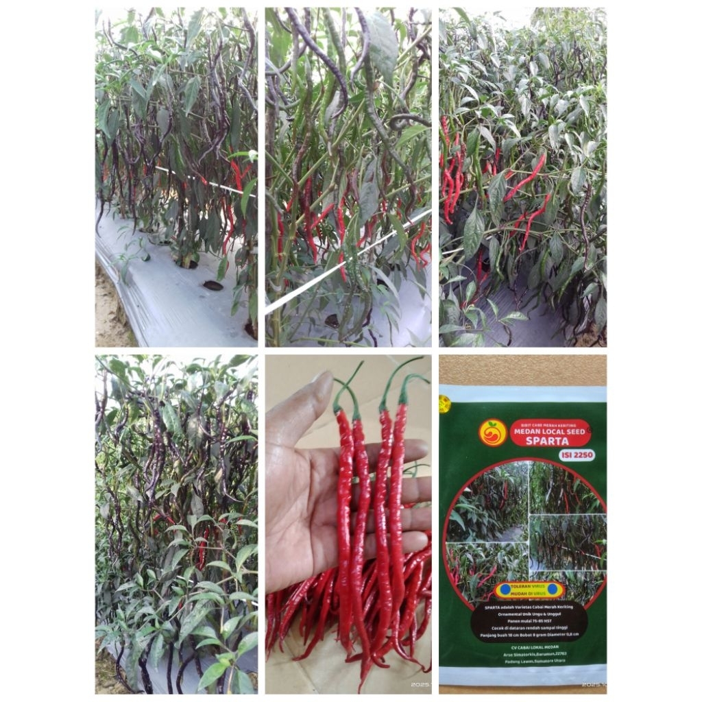 Bibit Cabe CMK SPARTA Ungu Reguler 2250 Biji