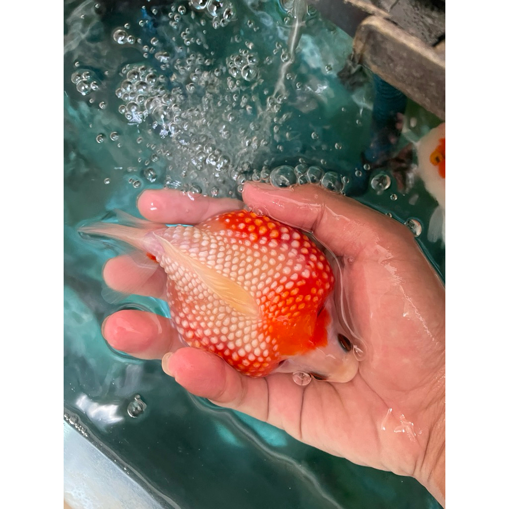 Ikan Hias Mas Koki Mutiara besar Jumbo / Ikan Mas Koki Mutiara