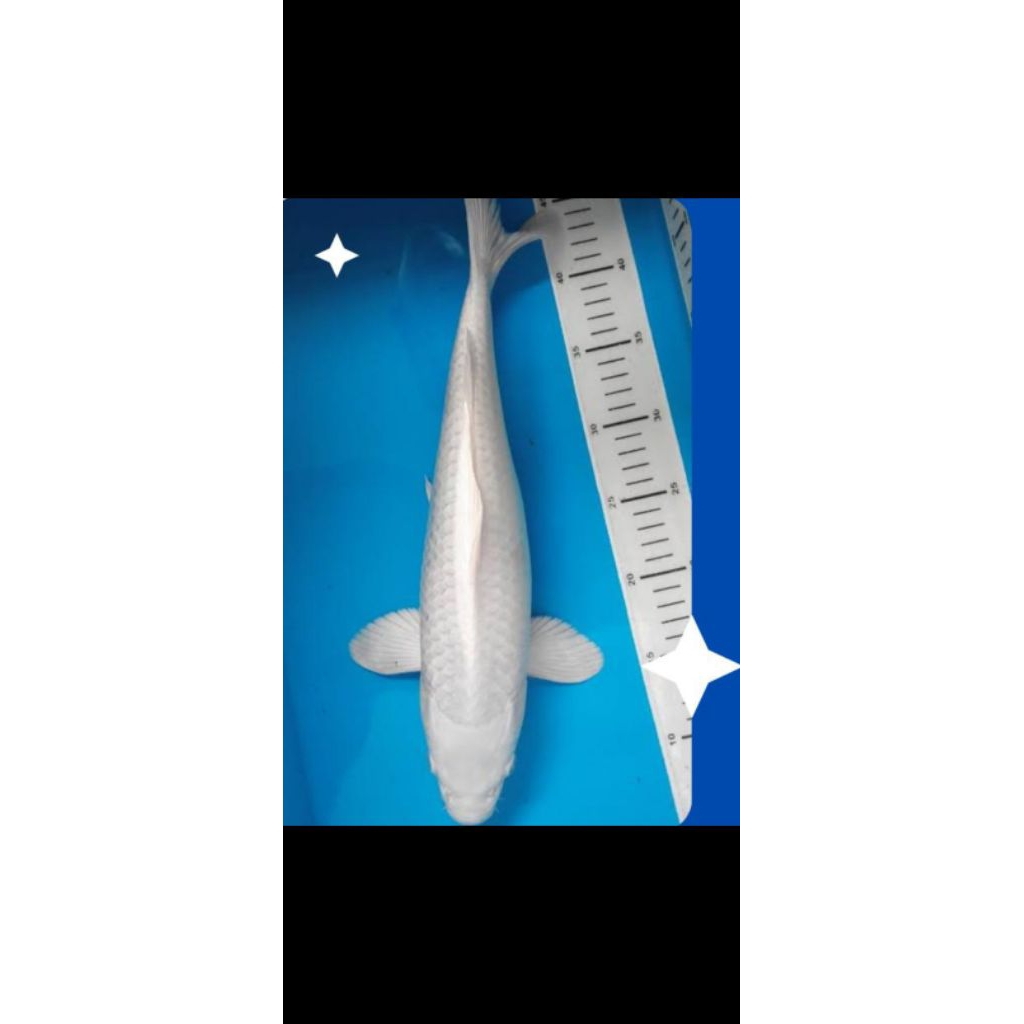 IKAN KOI PLATINUM 7-9cm
