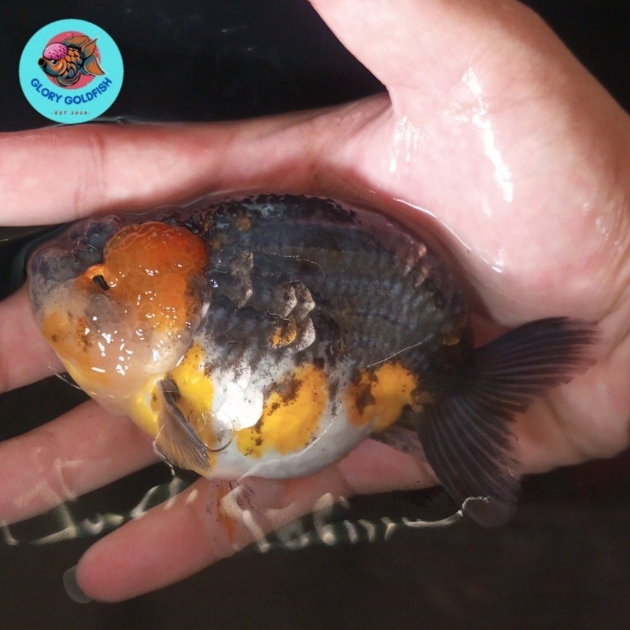 Ikan Hias Mas Koki Ranchu Rancu Pancawarna Calico Tiger HIGH QUALITY