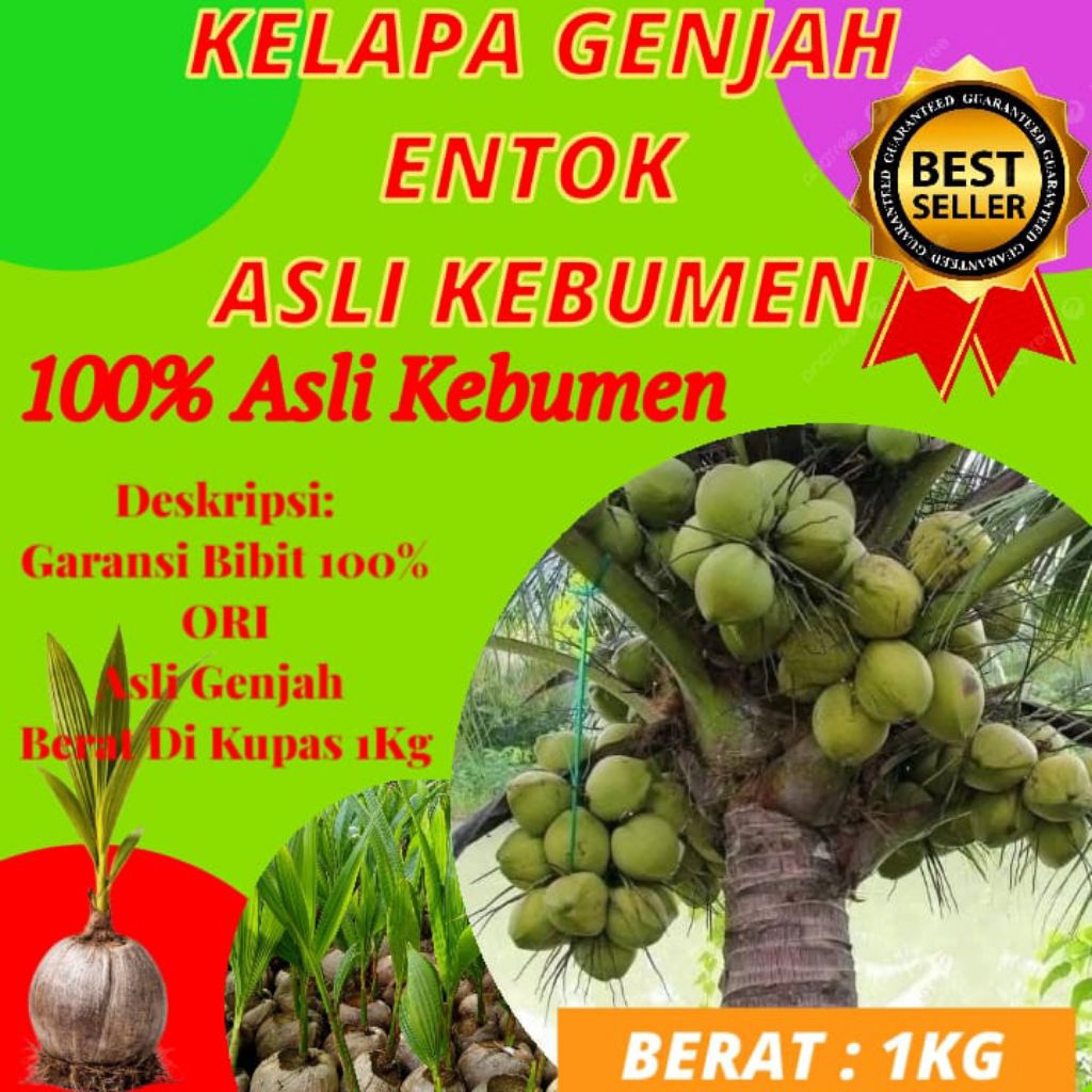 DICARI-CARI !! Bibit Kelapa Pendek Entok Jumbo, Bibit Kelapa Pendek Entok