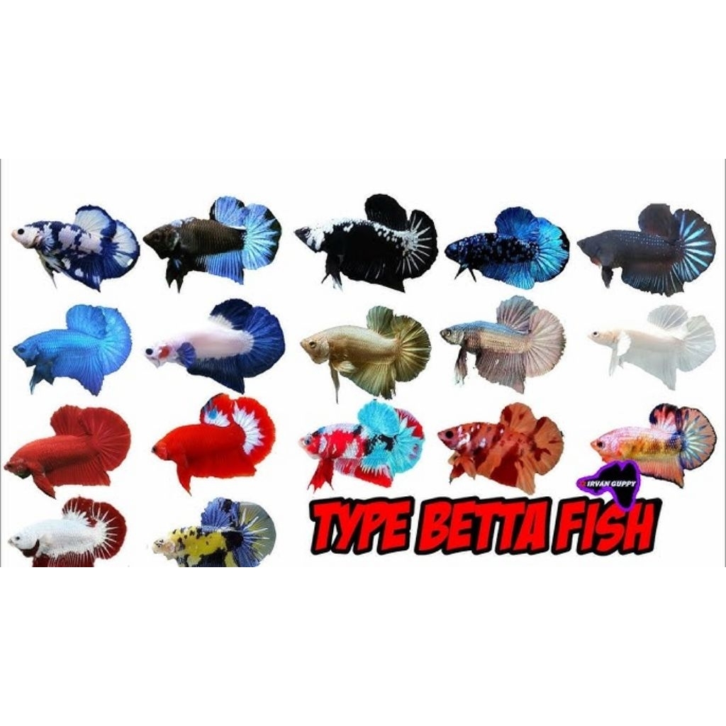 Ikan Cupang PLAKAT/Halfmoon/Double Tail Hiasan Ukuran S/++ Aquarium Berkualitas
