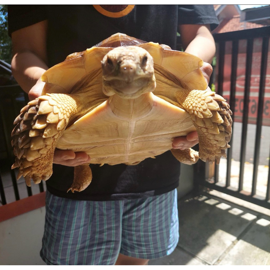 Sulcata 30cm Good Quality