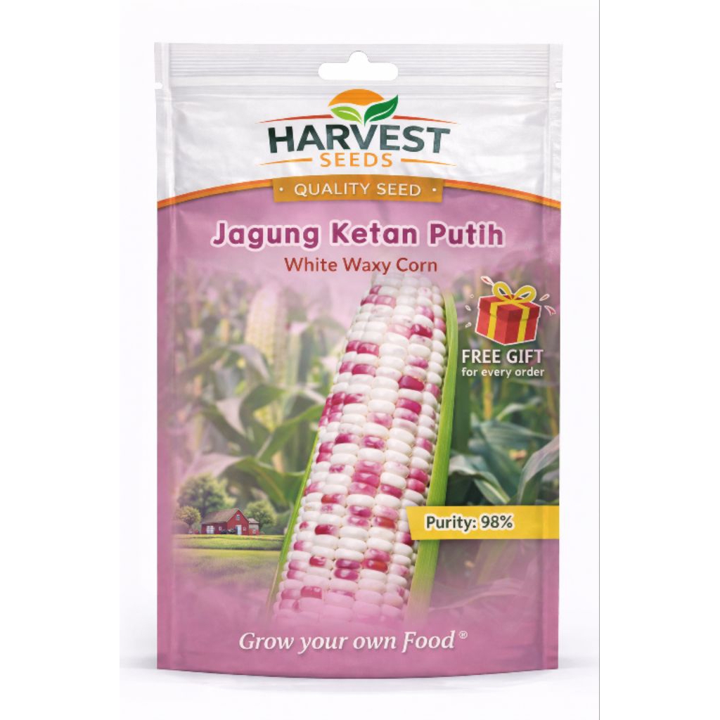 (5 Butir) Benih Jagung Ketan Putih Premium – Bibit Jagung Pulen Manis Mudah Ditanam