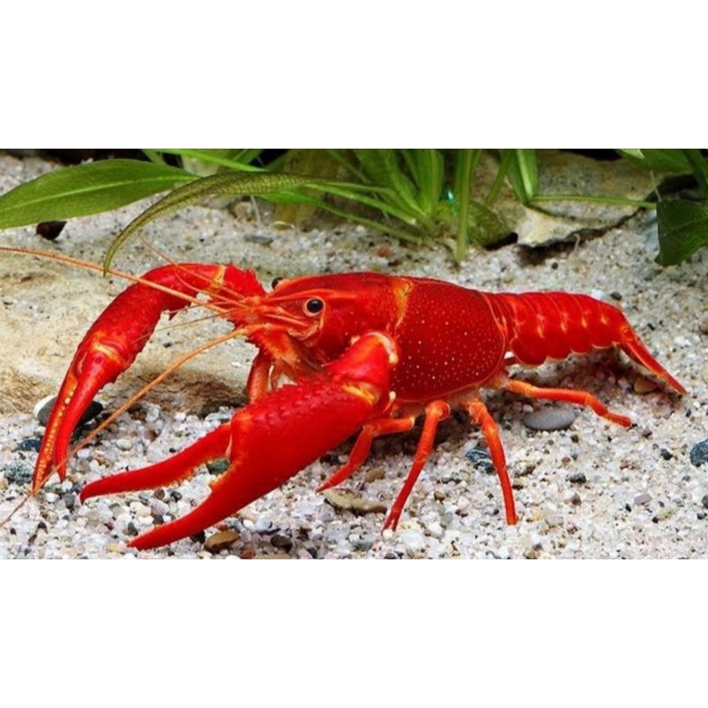 Lobster hias air tawar