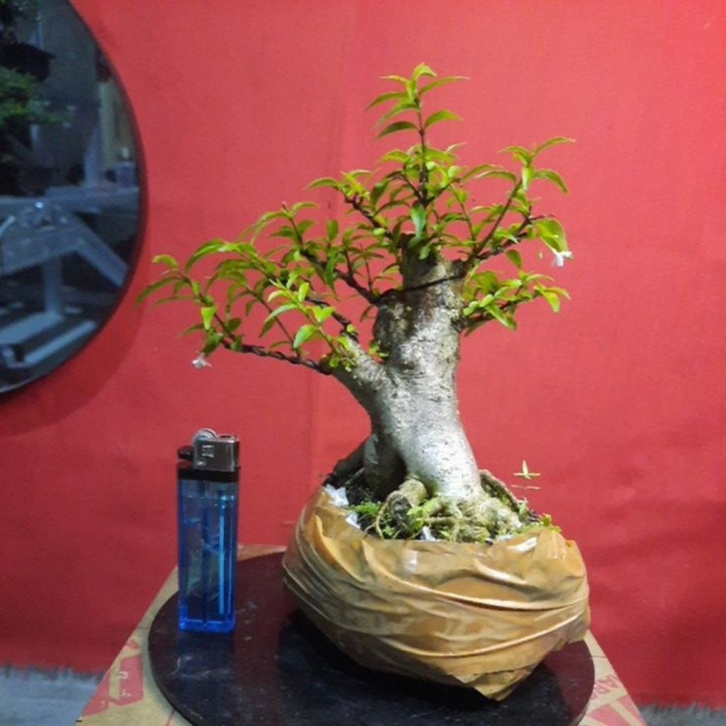 bonsai anput mikro bonggol realpict